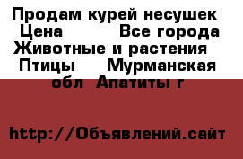 Продам курей несушек › Цена ­ 350 - Все города Животные и растения » Птицы   . Мурманская обл.,Апатиты г.